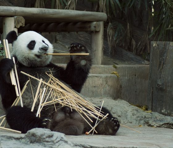 Die meisten Schüler wissen, was Pandapunkte sind. Wenn nicht, werden wir Ihnen erklären, was sie sind und wofür sie verwendet werden.