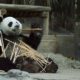 Die meisten Schüler wissen, was Pandapunkte sind. Wenn nicht, werden wir Ihnen erklären, was sie sind und wofür sie verwendet werden.
