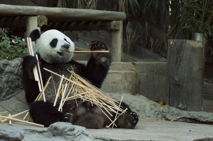 De meeste studenten weten wat Panda punten zijn. Weet je dat niet? dan leggen wij voor jou uit wat het zijn en waarvoor ze worden gebruikt.